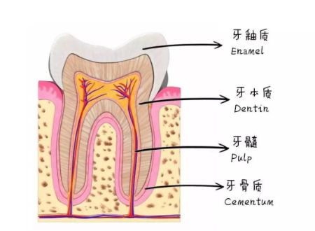 为什么牙齿会越来越黄，怎么才可以变白