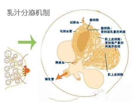 上海丰胸后还能哺乳吗,乳汁会受影响吗?