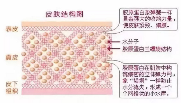 上海美莱胶原蛋白｜皮肤拥有“婴儿肌”