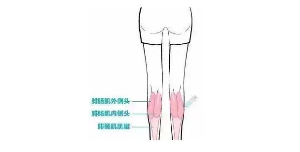<a href='/' target='_blank'><u>上海美莱</u></a>微整形：经常捏小腿肌肉会瘦吗