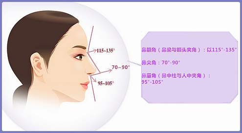 上海鼻综合|美鼻设计结构半肋鼻